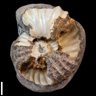 Arcthoplites  gerassimovi