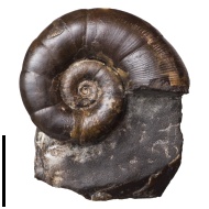 Dinolytoceras  zhivagoi