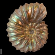 Arcthoplites  gerassimovi