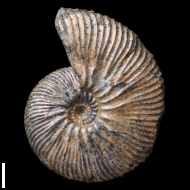 Craspedodiscus  discofalcatus