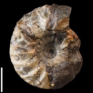 Temnoptychites cf. diptycha