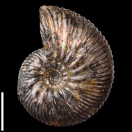 Craspedodiscus  sp.