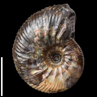 Craspedodiscus  sp.