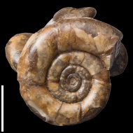 Nanolytoceras  sp.