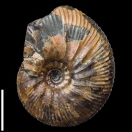 Craspedodiscus  sp.