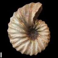 Arcthoplites  bogoslowskyi