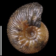 Craspedodiscus  sp.
