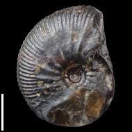 Craspedodiscus  sp.