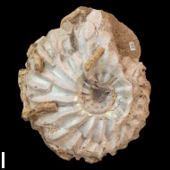 Arcthoplites  bogoslowskyi