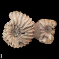 Arcthoplites  gerassimovi