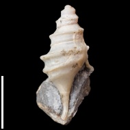 Trilemma  sp.