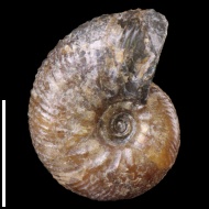 Craspedodiscus  sp.