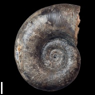 Lytoceras  sp.