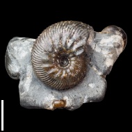 Craspedodiscus  sp.