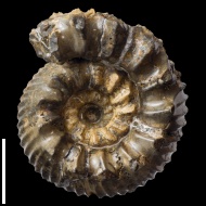 Simbirskites cf. coronatiformis