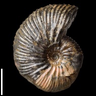 Craspedodiscus  sp.