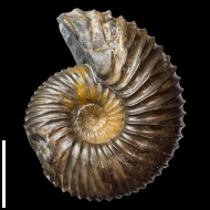 Craspedodiscus  sp.