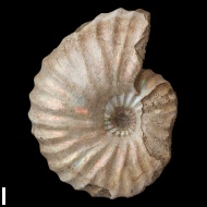 Arcthoplites  bogoslowskyi