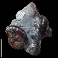 Craspedodiscus  sp.