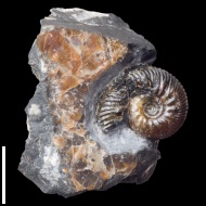 Craspedodiscus  sp.