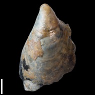 Inoceramus  aucella