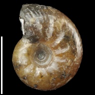 Craspedodiscus  sp.
