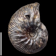 Craspedodiscus  sp.