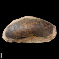 Modiolus  sp.