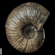 Procheloniceras  sp.