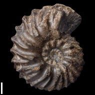 Lautihoplites  sp.