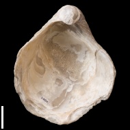 Gryphaea  dilatata