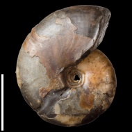 Holcophylloceras  zignodianum