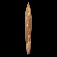 Hibolites  sp.