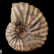 Arcthoplites  bogoslowskyi