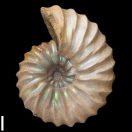 Arcthoplites  bogoslowskyi