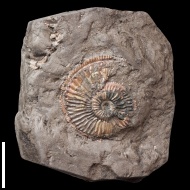 Plasmatites cf. crenulatus