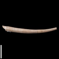 Laevidentalium  sp.