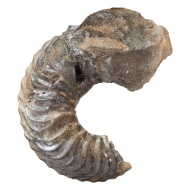 Cardioceras  sp.