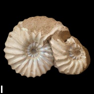 Arcthoplites  gerassimovi