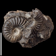 Plasmatites  sp.