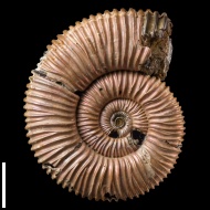 Peltoceras  sp.