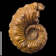 Kosmoceras cf. spinosum