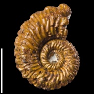 Kosmoceras cf. spinosum