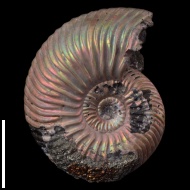 Quenstedtoceras  sp.