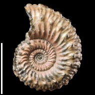 Kosmoceras  spinosum