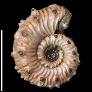 Kosmoceras cf. spinosum