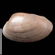 Nuculoma  sp.