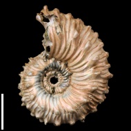 Kosmoceras  spinosum