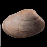 Nuculoma  sp.