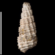 Cryptaulax  sp.